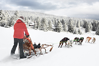 Equipo de perros de trineo en la nieve