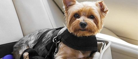 dog restrained in vehicle, traveling safely