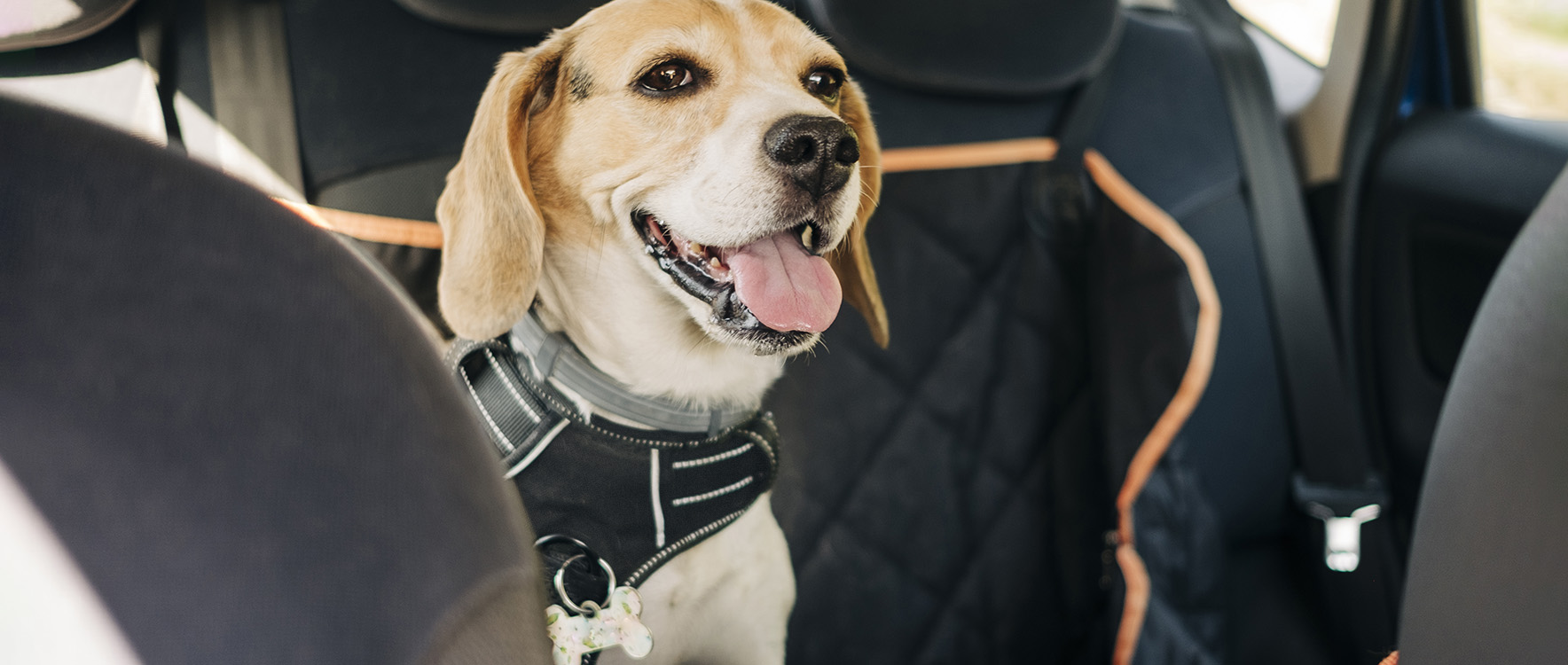 Excited beagle dog with harness inside a car
